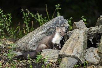 Beech marten (Martes foina) wildlife in a forest, Montseny National Park, Catalonia, Spain, Europe