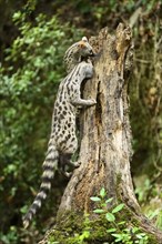 Common genet (Genetta genetta), climbing on a tree wildlife in a forest, Montseny National Park,