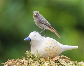 Black redstart (Phoenicurus ochruros), female sitting on a ceramic bird in the garden with food in