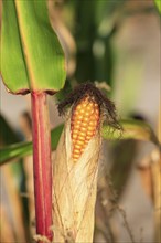 Maize field, September, Mecklenburg-Western Pomerania, Germany, Europe