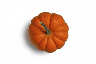 Bright orange Jack be Little pumpkin on white background