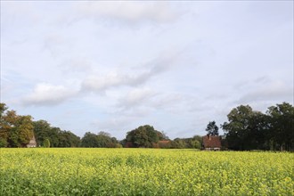 White mustard (Sinapis alba), Landscape, Field, yellow, Autumn, Germany, A field with many yellow