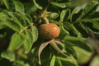 Rosehip, September, Germany, Europe