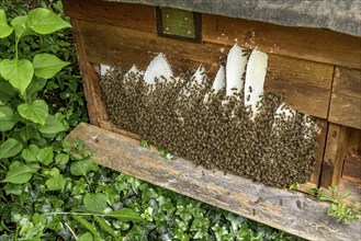 Bee colony, many bees, Western or European honey bee (Apis mellifera), wild construction of natural