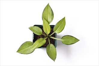 Top view of 'Hosta x tardiana June' plant with lime green leaves with darker edges in plastic