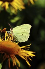 Lemon butterfly (Gonepteryx rhamny) on a yellow flower of a Great Telekie (Telekia speciosa), in