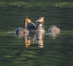 Great Crested Grebe (Podiceps Scalloped ribbonfish), two adults and juveniles swimming on a pond,