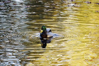 Mallard (Anas platyrhynchos) on a lake, autumn, Germany, Europe