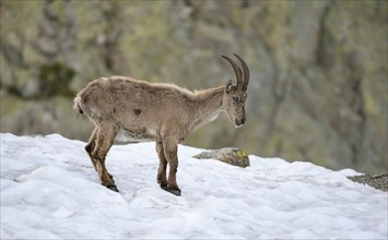 Alpine ibex (Capra ibex), in the snow, Mont Blanc massif, Chamonix, France, Europe