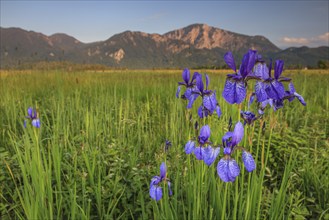 Irises, flowers, evening light, mood, spring, Loisach-Lake Kochel moor, view of Herzogstand,