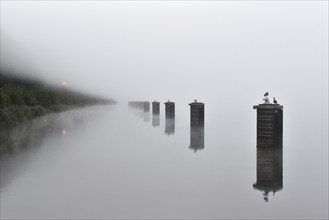 Dolphins in a ship's siding with fog in the Kiel Canal, Kiel Canal, Schleswig-Holstein, Germany,