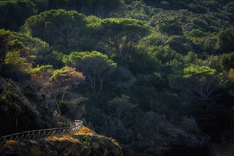 Hiking trail through pine forest, forest, nature, tourism, picturesque, path, trail, outdoor,