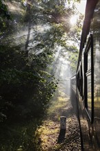 A train travels through a sun-drenched forest while rays of light shine through the trees, Rügen,