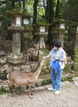 Tourist feeding sika deer, Kasuga-taisha shrine, Nara, Japan, Asia