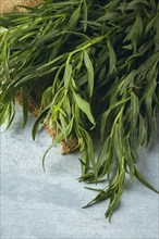 Fresh Tarragon, bunch, top view, close-up, no people