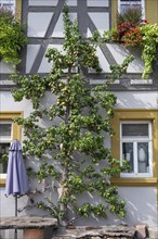 Ripe fruit on a trellis pear (Pyrus) on a residential building, Iphofen, Lower Franconia, Bavaria,