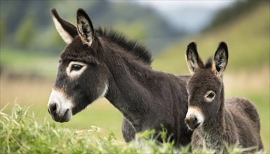 Two donkeys, mother and foal, stand in a green meadow and eat grass