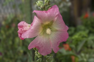 Common hollyhock (Alcea), Rhineland-Palatinate, Germany, Europe