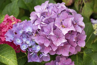 Hydrangea flower (Hydrangea), Bavaria, Germany, Europe