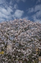 Flowering myrobolane (Prunus cerasifera), Bavaria, Germany, Europe