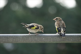 Small goldfinches, summer, Germany, Europe