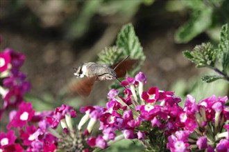 Hummingbird hawk-moth (Macroglossum stellatarum), summer, Saxony, Germany, Europe