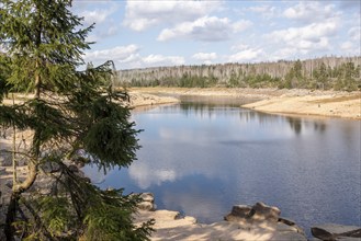 Dead trees at the Oderteich pond in the Harz National Park, Oderbrück, Lower Saxony, Germany,