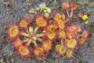 Common sundew (Drosera rotundifolia), complete plant with inflorescence from above, on peat, fully