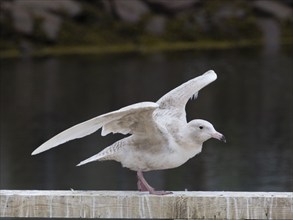 Juvenile Glaucous Gull (Larus hyperboreus), on harbour railing, in fishing harbour Kiberg, May,