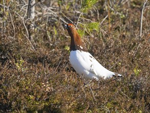 Willow ptarmigan (Lagopus lagopus) male, in summer plumage, calling, at edge of a wood, May,