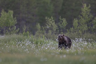 Brown bear (Ursus arctos) in the Finnish taiga, Kuusamo, Finland, Europe