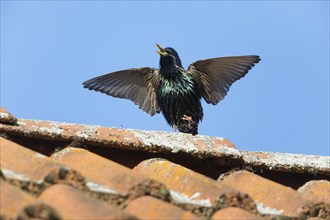 Common Starling (Sturnus vulgaris) adult male, in breeding plumage, singing and displaying on roof