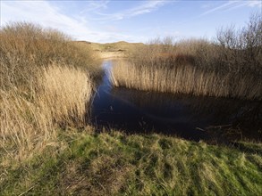 Natural waterways and lakes between sand dunes in nature park de Bollekammer, fringed with reeds