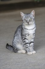 Domestic cat, 8-week-old kitten, Vulkaneifel, Rhineland-Palatinate, Germany, Europe