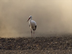 White stork (Ciconia ciconia), a bird foraging for food on a field, surrounded by dust from a