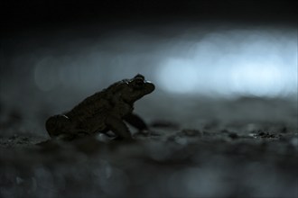 Common toad (Bufo bufo), single male, on the way to spawning waters, evening, toad migration,