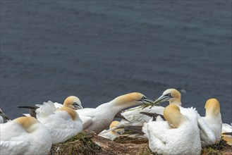 Northern gannet (Morus bassanus) with grass in its beak during nest building, offshore island of