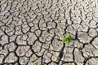 Dry soil, cracked, only a few weeds growing out of the ground, dried-up riverbed, in a side arm of