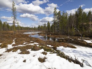 Bog and marshland, with pools of water and remnants of snow, amongst coniferous forestry, May,