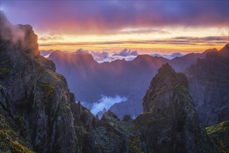 Mountains on sunset covered in fog and clouds with blooming Cytisus shrubs. Near Pico de Arieiro,