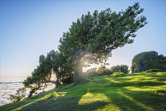 Centuries-old til trees in fantastic magical idyllic Fanal Laurisilva forest on sunrise. Madeira