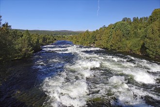 Wild flowing river lined with trees, under a blue sky, Glomma, Röros, Tröndelag, Norway, Europe