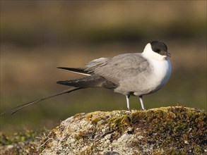 Long, tailed Skua (Stercorarius longicaudus), resting on a mossy mound, in the tundra, May,