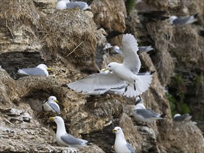 Black-legged kittiwake (Rissa tridactyla), adult bird flying into breeding colony on coastal cliffs