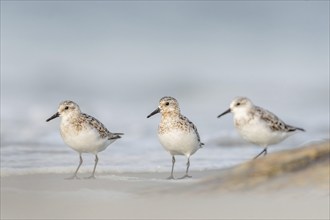 Sanderling (Calidris alba) feeding on a beach. Camaret sur mer, Crozon, Finistere, Brittany,