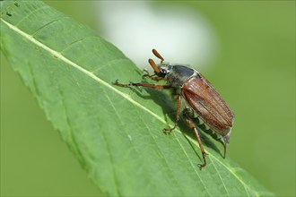 Northern cockchafer (Melolontha hippocastani), male, on a leaf of a horse chestnut (Aesculus