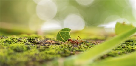 Leafcutter ants carrying leaves, ant trail, Tortuguero National Park, Costa Rica, Central America