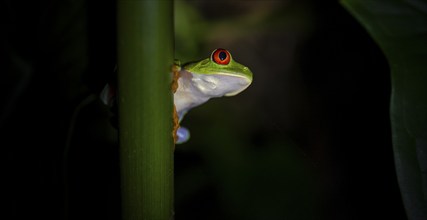 Red-eyed tree frog (Agalychnis callidryas) on a leaf, macro photograph, black background,