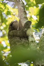 Brown-throated sloth (Bradypus variegatus) climbing a tree, Cahuita National Park, Costa Rica,