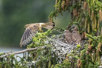 Common kestrel (Falco tinnunculus), young birds not yet ready to fly in the nest, adult bird taking